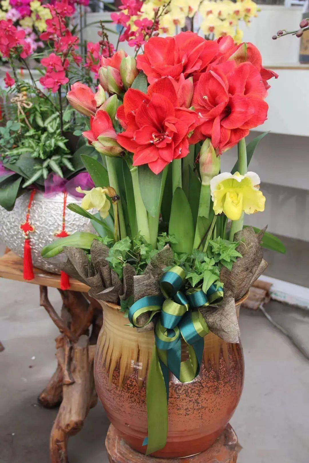 哪里能买到真正的重瓣朱顶红 b4f3055123f9437f8638bf560ca47d54.jpeg