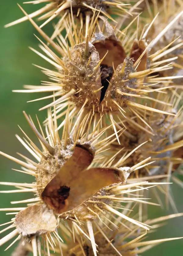 多样之美碰不得的绝命毒师刺萼龙葵