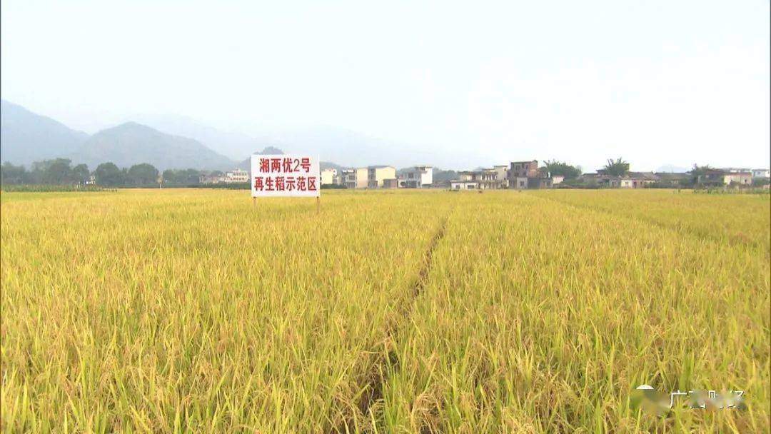 2020年全国GDP增长_中国gdp增长图2020年