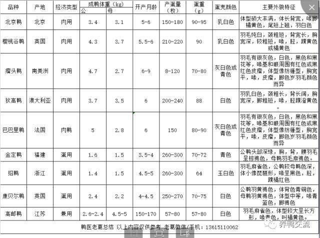 国内常见9个鸭的品种介绍