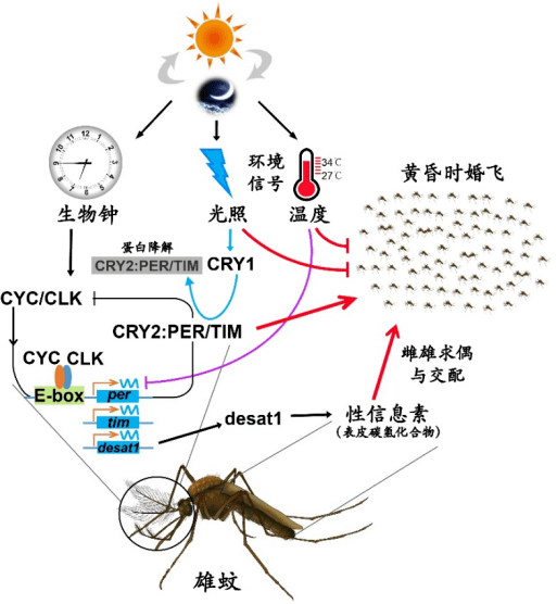 genes and environmental cues coordinate anopheles pheromone