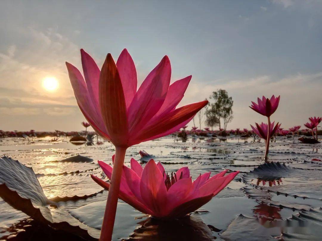 那一年错过的红莲花海人生不易终懂得