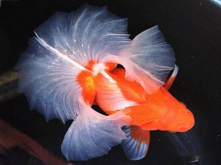 品鉴它游动时尾巴犹如美丽的舞裙被日本玩家誉为金鱼中的皇后