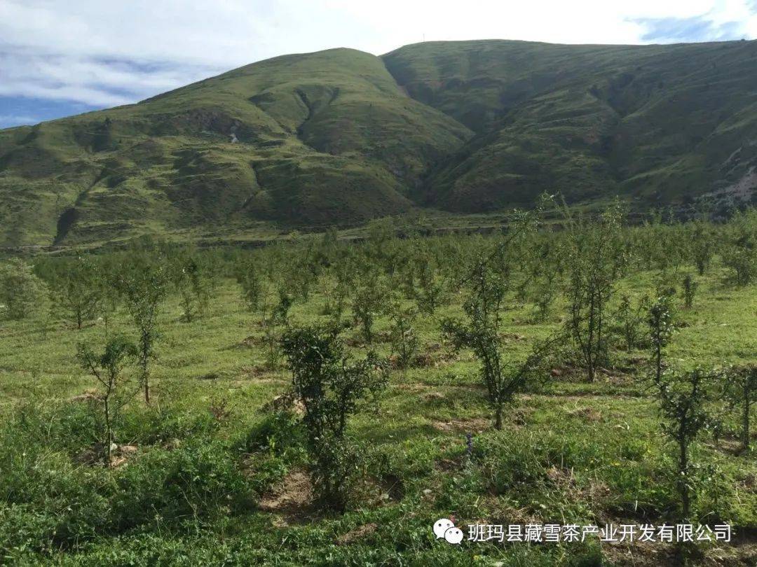 茶花青海,陕西,云南茶学专家教授来县指导班玛藏雪茶产业发展县政府