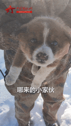 冰天雪地里有個小傢伙在瑟瑟發抖，走近一看原來是…… 萌趣萌寵 第2张