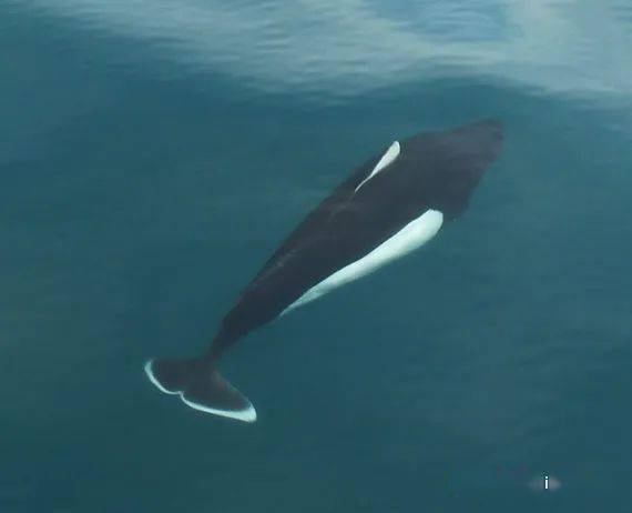 海洋科普1330物种图册白腰鼠海豚