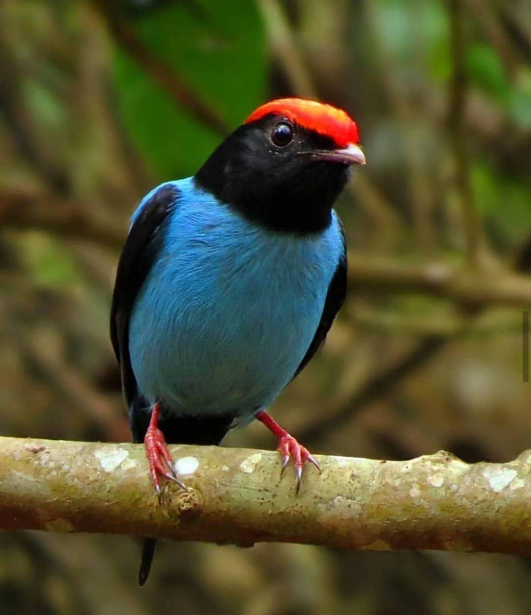 谁披上了七彩衣?