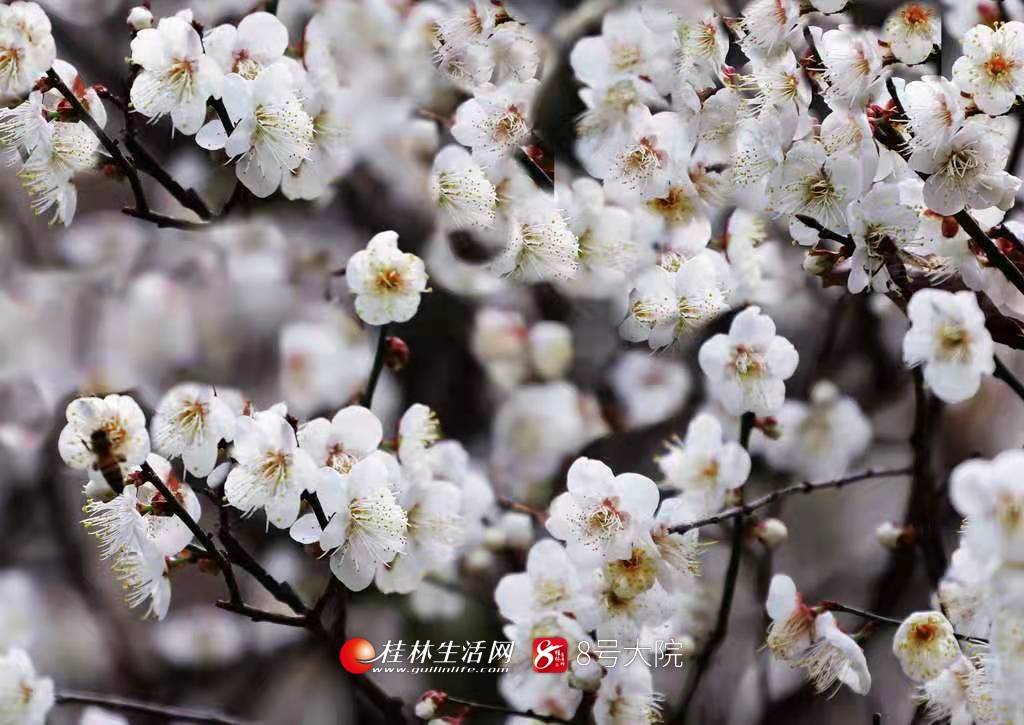 腊梅花开，暗香自来!桂林这个地方美成了诗(组图)