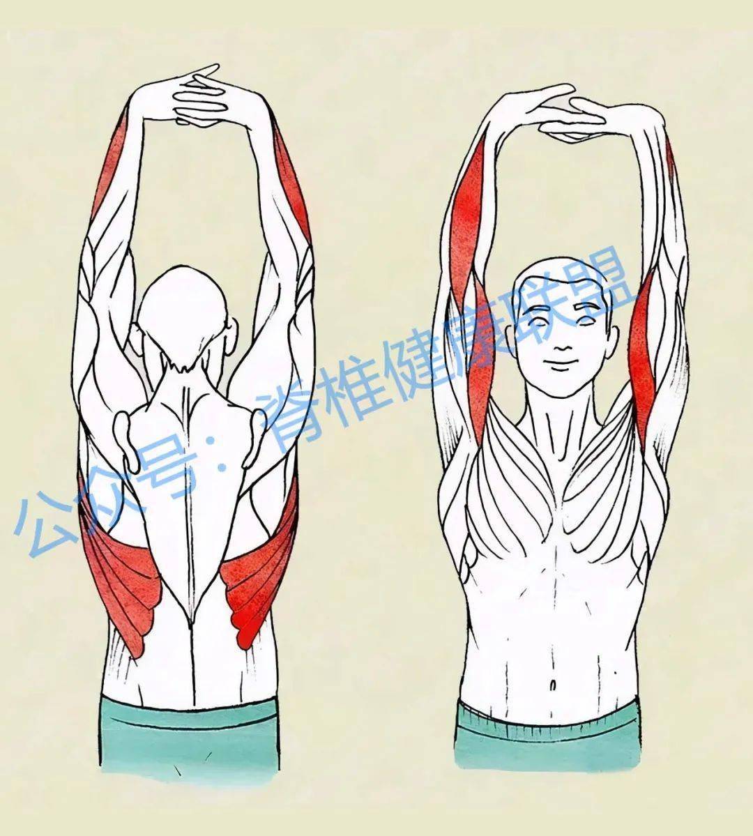 动作1: 拉伸部位:胸大肌,胸小肌,背阔肌 动作2: 拉伸部位:背阔肌,肱