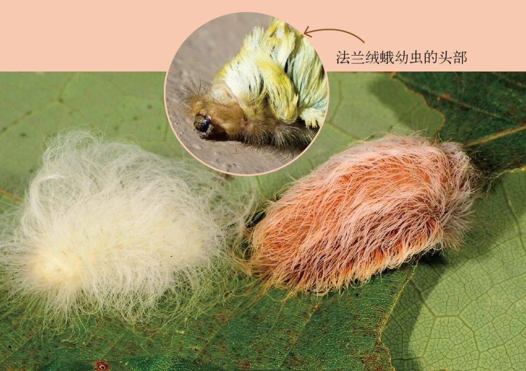 一旦触摸法兰绒飞蛾幼虫的绒毛,人的皮肤会过敏,如果它被激怒了,还会