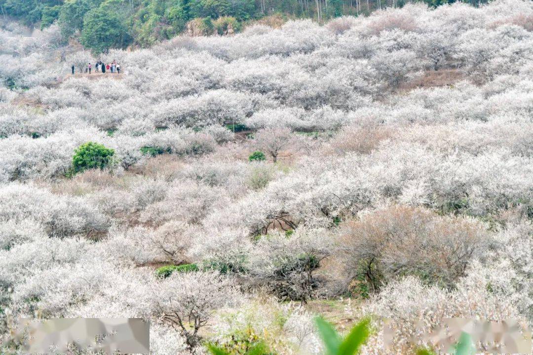 当梅花遇上饶平人间竟有如此美境