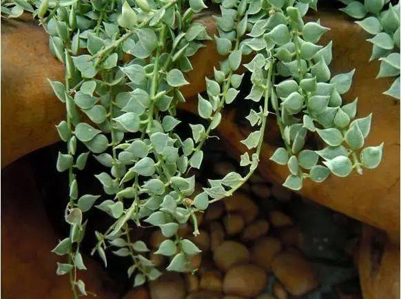 12种垂吊植物家里随便养好一种就能美炸了