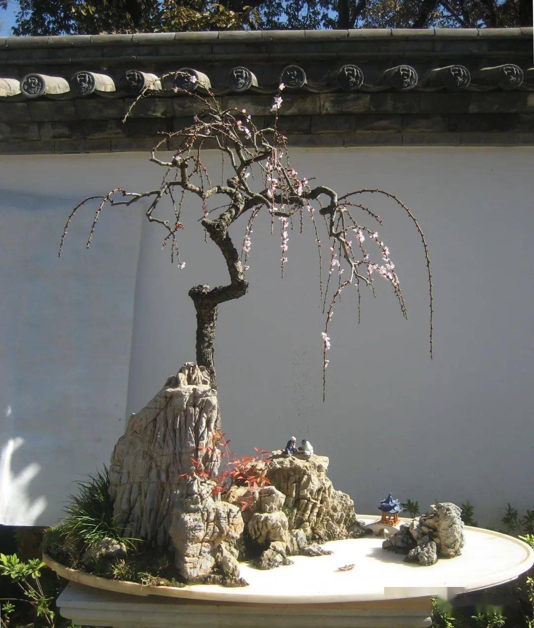 走进云南盆景园昆明黑龙潭聚景苑盆景园