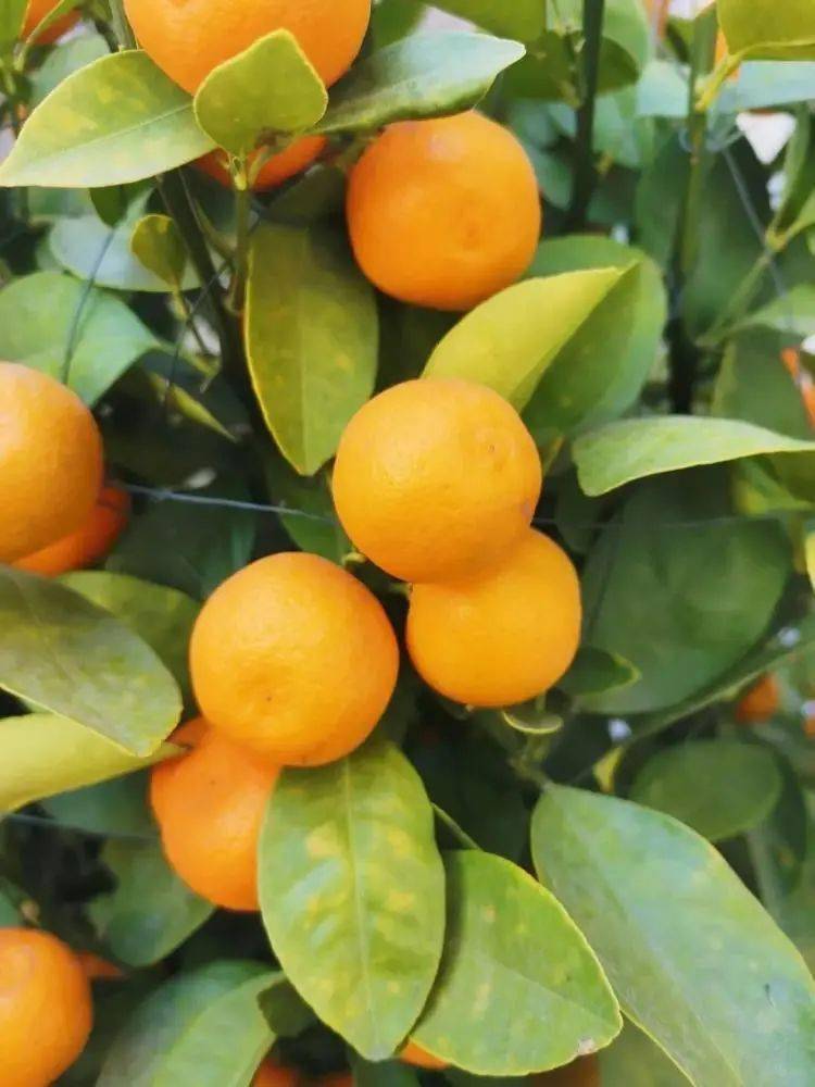 菊花,茶花,兰花,富贵竹,金蛋品类则涵盖花卉来源范围