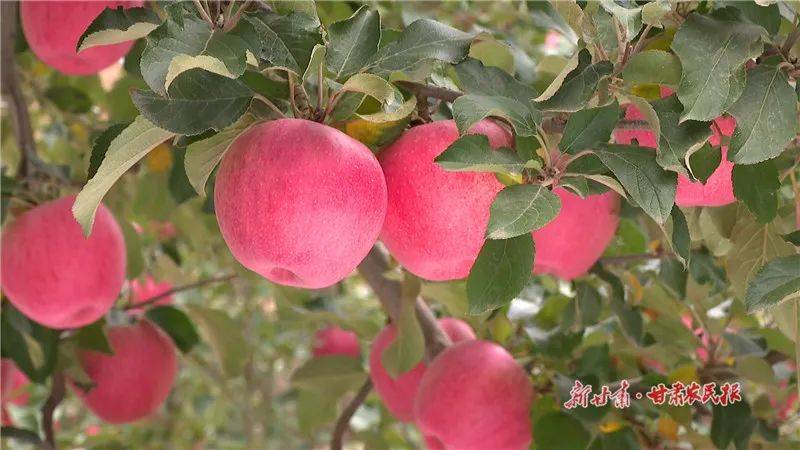 甘肃人口2021总人数口_甘肃陇南两当县人口(2)