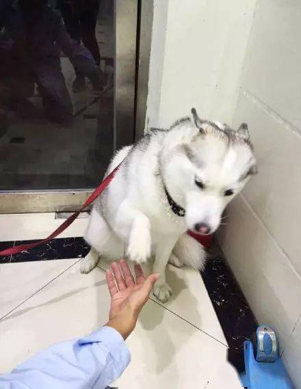 然后,迅速的收回去医生又反复的跟二哈握手没想到,这货越来越开心.