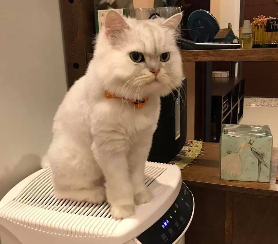 猫喜欢叼东西 但这天却让主人傻眼 它叼了一张快过期罚单 缴费