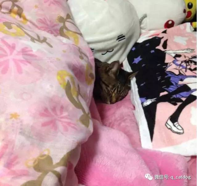 網友走進房間准備要睡覺時，貓咪的行為讓他哭笑不得… 萌趣萌寵 第8张
