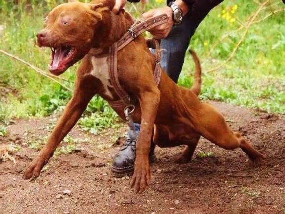 野豹闯入村庄大肆伤人村民放出8条猛犬与其肉搏场面十分惨烈