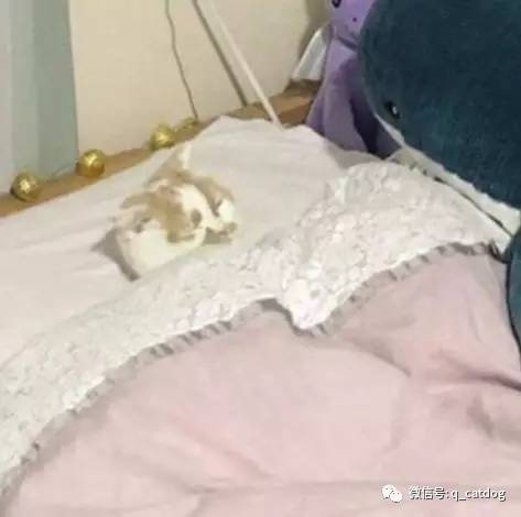 網友走進房間准備要睡覺時，貓咪的行為讓他哭笑不得… 萌趣萌寵 第5张