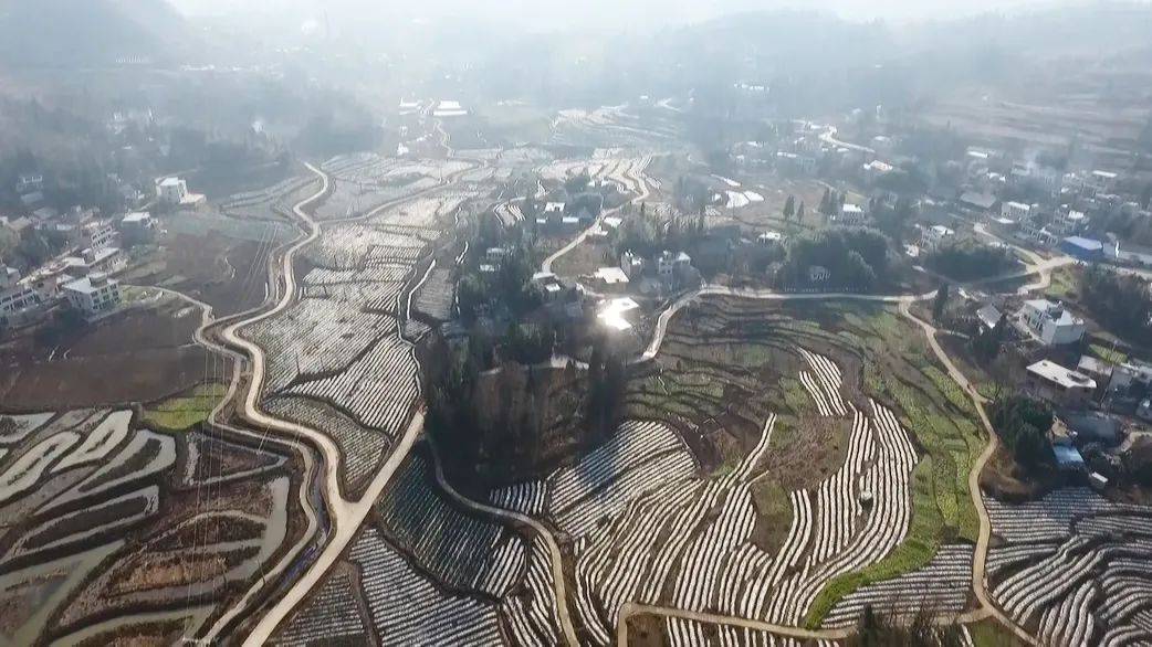 新春走基层以那镇沙田村500亩西蓝花长势喜人丰收在望