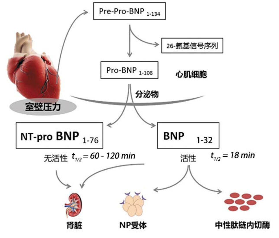 關於ntprobnp與bnp的這些知識你知道嗎