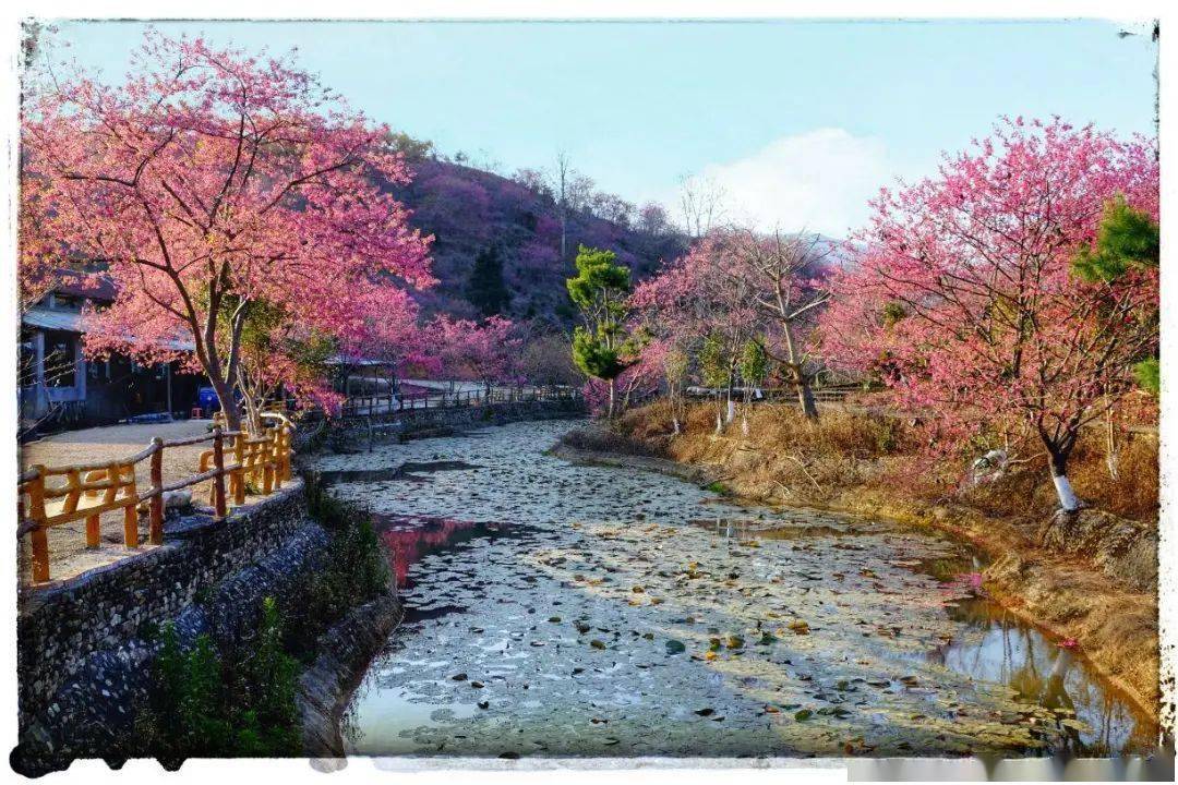 粉粉嫩嫩的春天,当然要去赏樱啦!_樱花