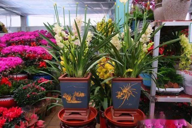 临近春节济南西环花卉市场春意浓买几盆鲜花装点下家里吧