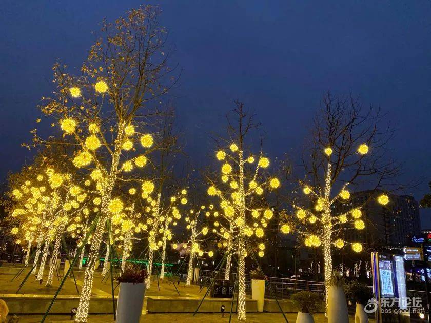 整片树林都穿上了灯衣宁波不是在节电吗