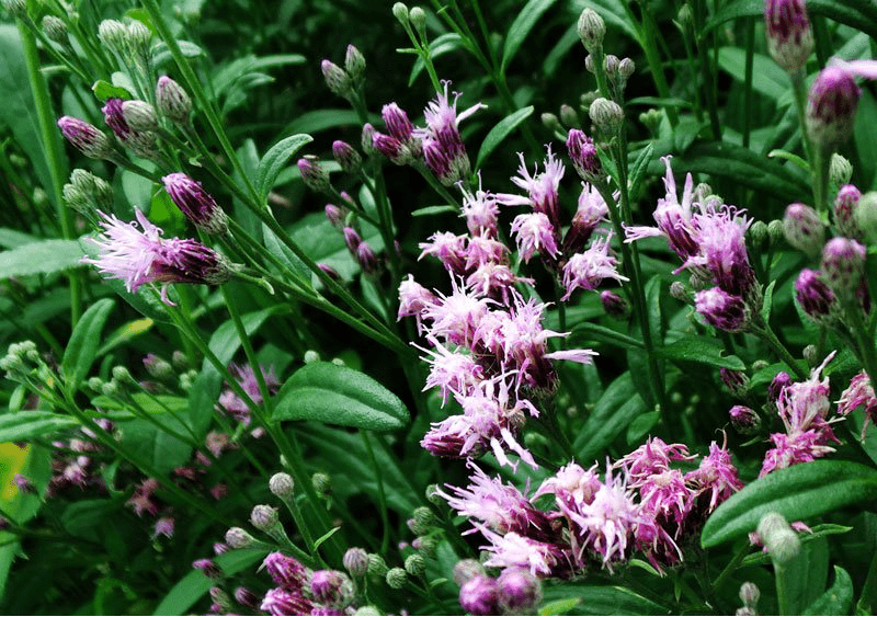 【每日赏草】草地风毛菊