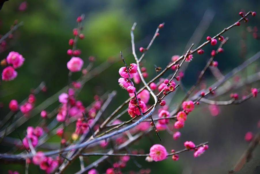 醉了醉了柳州冬季顏值最高的梅花開啦已成花海快來賞花