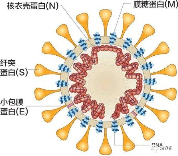 呼吸道感染孩子_儿童上呼吸道感染几天能自愈_呼吸道感染孩子吃什么药