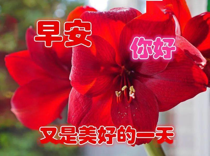 朋友圈冬天漂亮早上好祝福语图片带字温馨精选最美早安早上好图片带