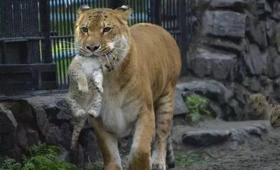 動物園誕生獅虎獸全程呵護不離身見到幼崽貪玩立刻叼起來就走