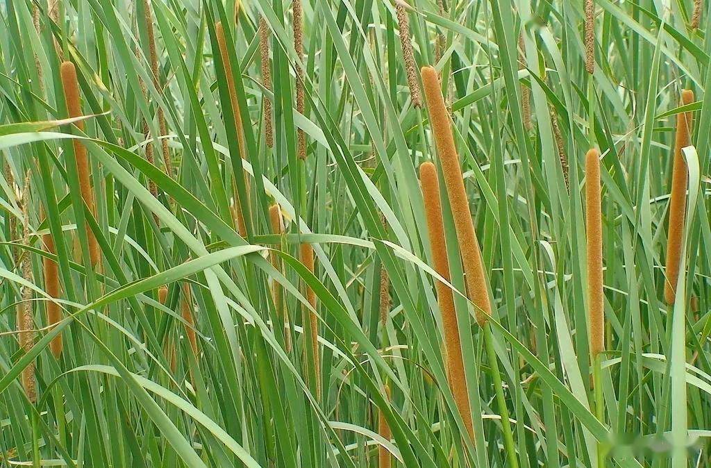 最全水生植物介绍及养护技术