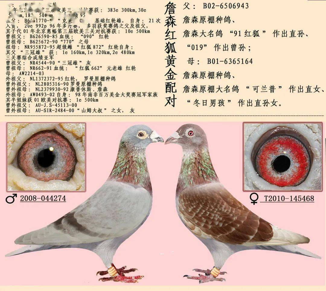 16组超级黄金配对案例,血统鸽眼体型解析