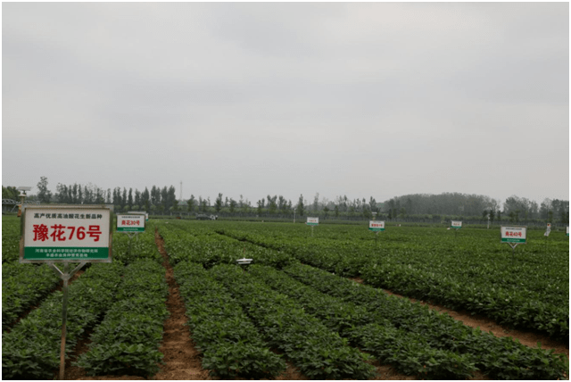 万亩高油酸花生现代化种植基地