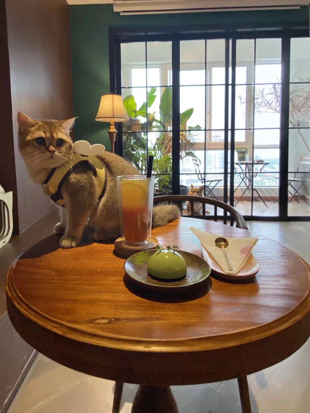 "猫咖"火爆,只因能治愈孤独