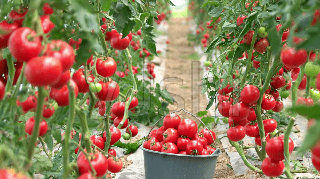 【帝益肥】深冬大棚果蔬如何管理效益好?专家建议→_防治