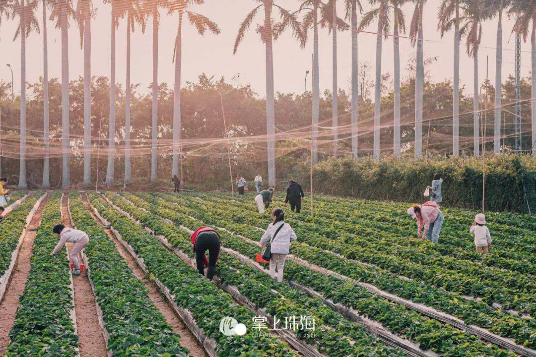 红了珠海草莓季来了最新最靠谱攻略在这里