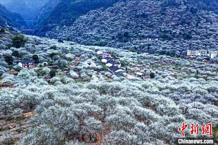 福州永泰：青梅花开香雪海