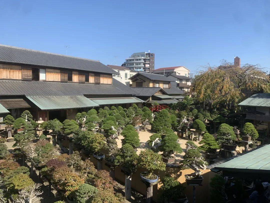 "仁王变成佛" ——专访世界盆景巨匠小林国雄(上)_日本