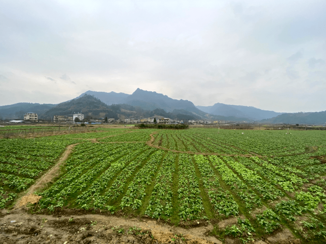 菜地里,群众分散开来,忙着采收;田埂上,摆放着一摞摞捆绑好的菜苔
