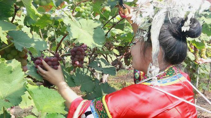 耒阳明星兰心的生活日常葡萄采摘记