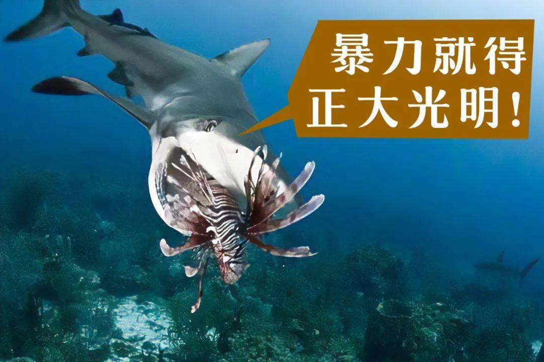 石头鱼海洋中可怕掠食者很多谁让你有个大下巴bobbit worm"博比特虫"