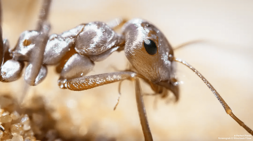 8分bbc开年王炸,94岁老人2年呕心力作:活下去!在这个不确定的世界