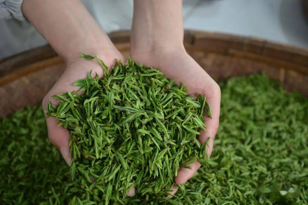 【莒南伴手礼】莒南绿茶:南有杭州龙井,北有沂蒙玉芽