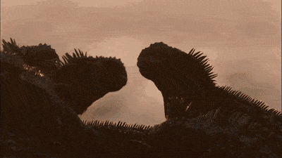 400_225gif 动态图 动图