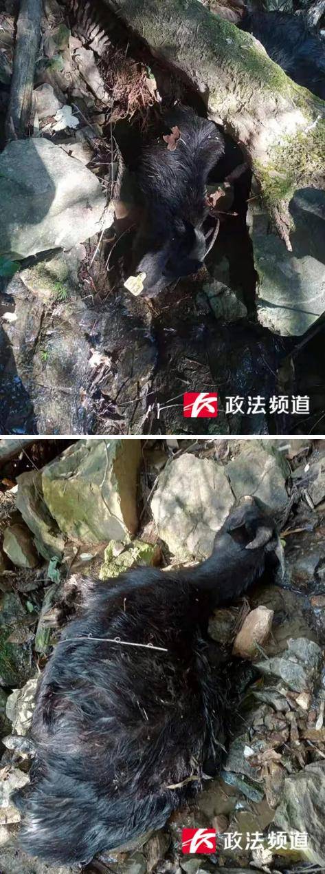 28只羊离奇失踪有9只内脏被掏空 养殖户彻夜蹲守看见神秘生物（图）