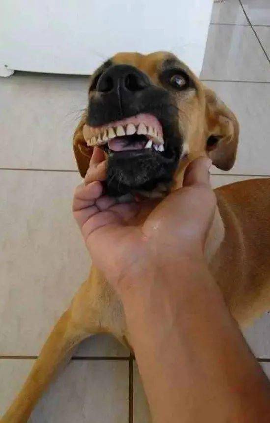驴呲牙笑表情包图片